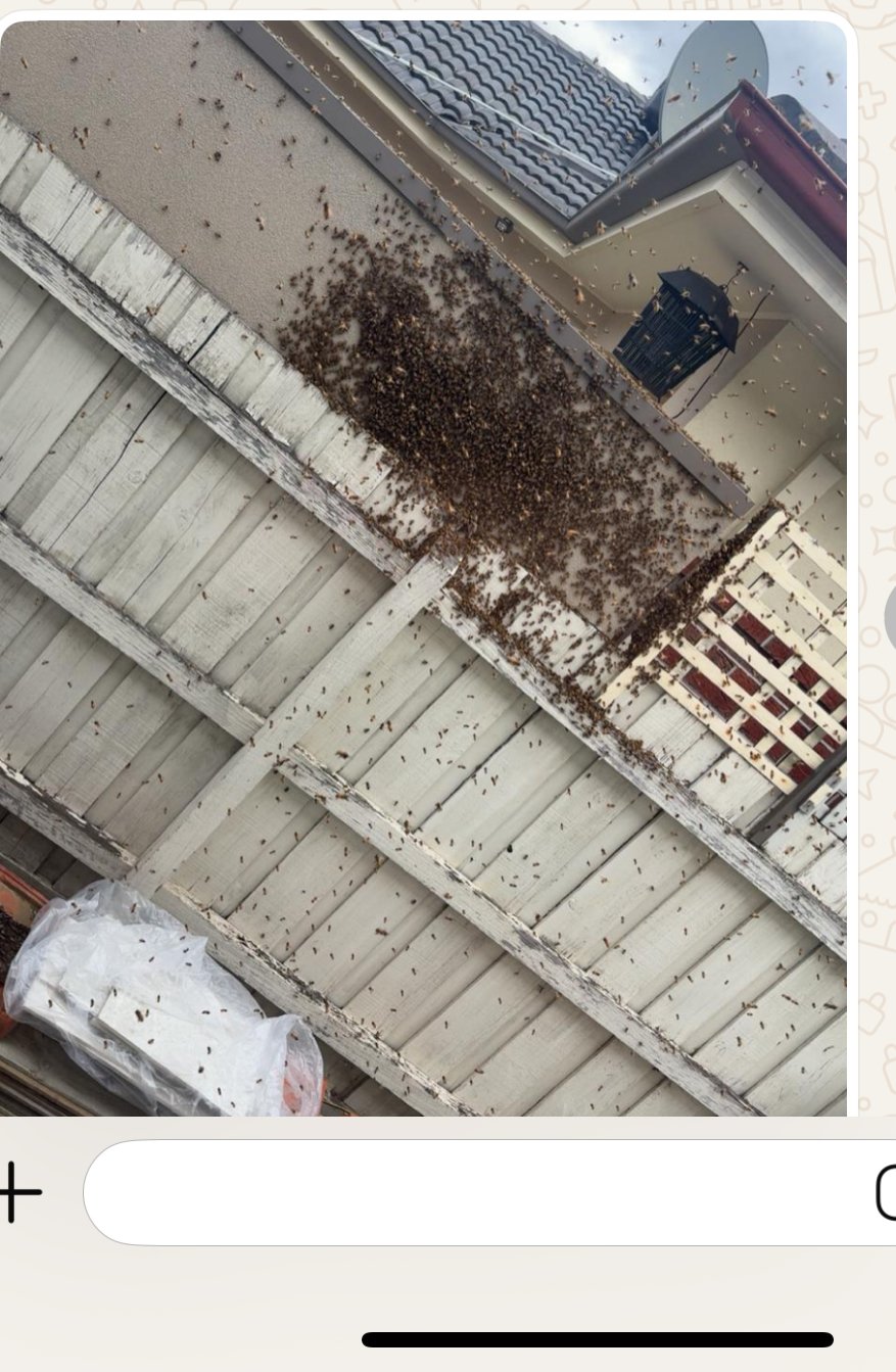 Swarm photo